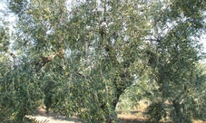 Puglia visita di 2 ore in frantoio con degustazione di olio extravergine di oliva