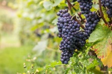 Degustadione vino Franciacorta in Lombardia