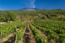 Visita ai vigneti di Tenuta Monte Gorna e degustazione dei vini Etna Doc