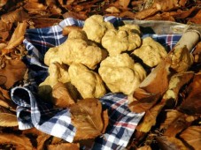 Escursione alla ricerca del tartufo