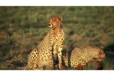 Esplora il Sudafrica con Safari 