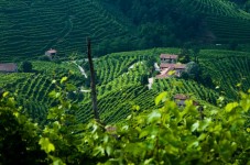 Visita cantina con Degustazione (2 vini) in Veneto