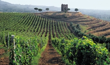Tour dell'Antica Roma con degustazioni di vini in campagna