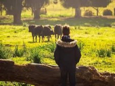 Visita guidata di mezza giornata ad un allevamento di tori con partenza da Siviglia