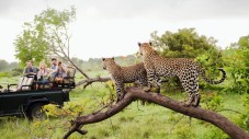 Safari di 4 Giorni All-Inclusive al Parco Kruger