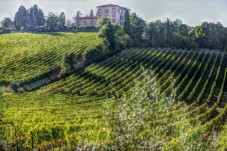 Visita guidata con degustazione di tre calici di vino a Parma