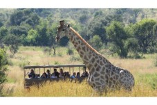 Esplora il Sudafrica con Safari 