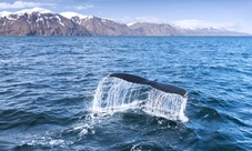 Whale Watching Trip da Reykjavik
