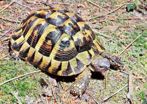 Tartarughe di terra in regalo