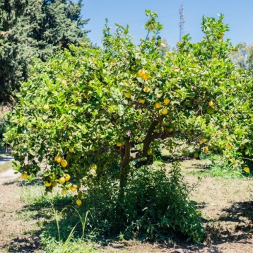 Albero Limone Zagara Bianca 15kg