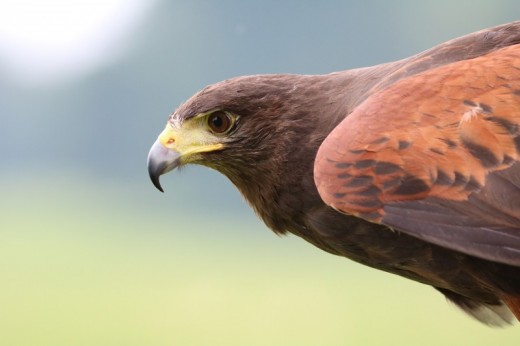 Corso di Falconeria di 3 Giorni in Umbria 