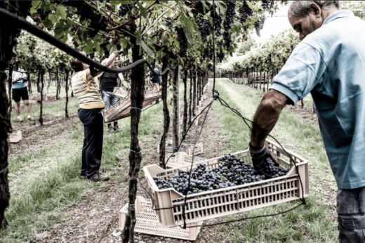 Wine Tour in Valpolicella 