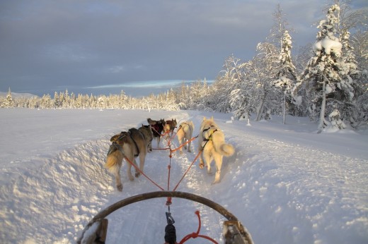 Guida di una slitta trainata da cani