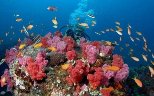 Discover Scuba Calabria - Adulti e Bambini