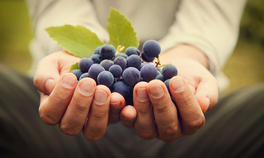 Tour privato del vigneto del Barbera: le migliori tecniche biologiche e biodinamiche