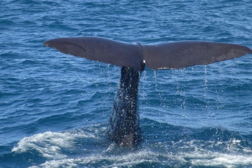 Whale Watching Liguria