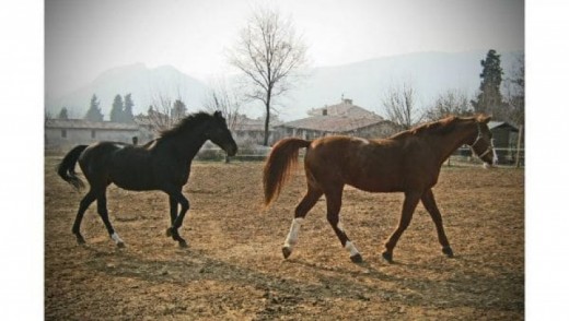 Noleggio pony per bambini a Limone di Gavardo