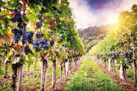 Degustazione essenziale Cantina Franciacorta