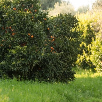 Albero Clementine di Calabria 10kg