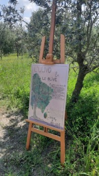 Olive Experience a Pienza - Siena