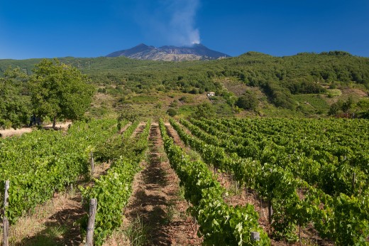 Visita ai vigneti di Tenuta Monte Gorna e degustazione dei vini Etna Doc