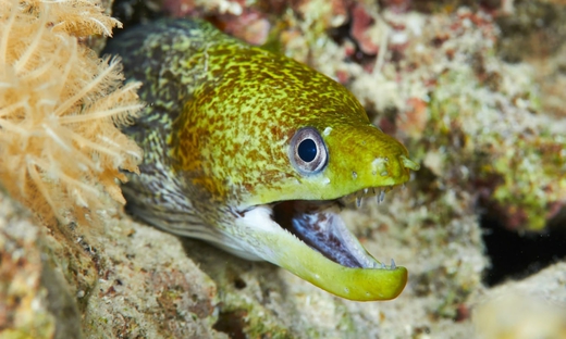 Biglietti per l'acquario di Parigi