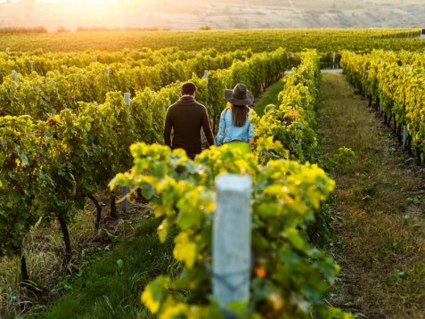 Visita Cantina Degustazione Vini e Cena tipica Toscana 