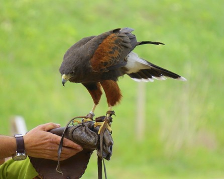 Esperienza di falconeria - 1 giornata & soggiorno 1 notte