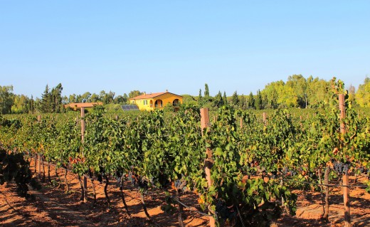 Vermentino di Sardegna e tour del vino Cannonau da Cagliari