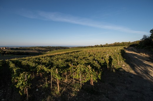 Degustazione di vini Biodinamici da DueMani sulla Costa Toscana