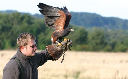 Dimostrazione Falconeria & soggiorno 1 notte