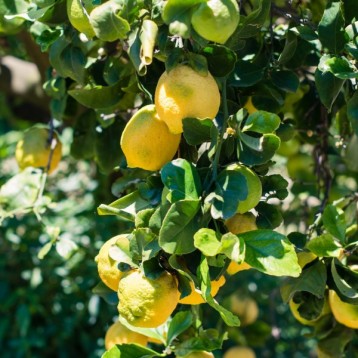 Albero Limone Zagara Bianca 5kg