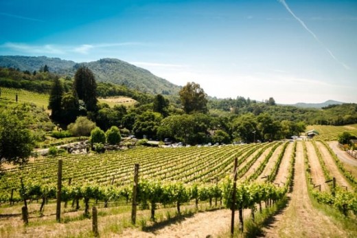 Visita e degustazione esclusiva Cantine Fontanette