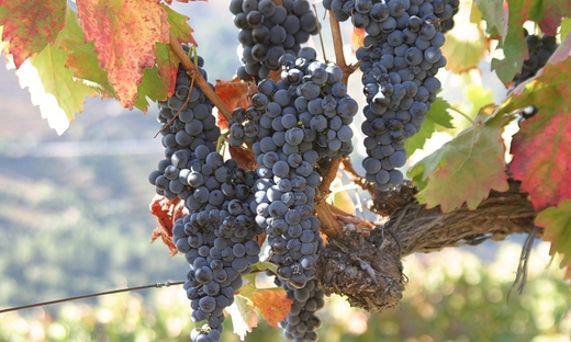 Wine Tour nella Douro Valley - intera giornata