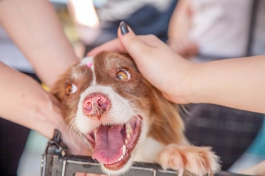 Escursione a Capri dog friendly