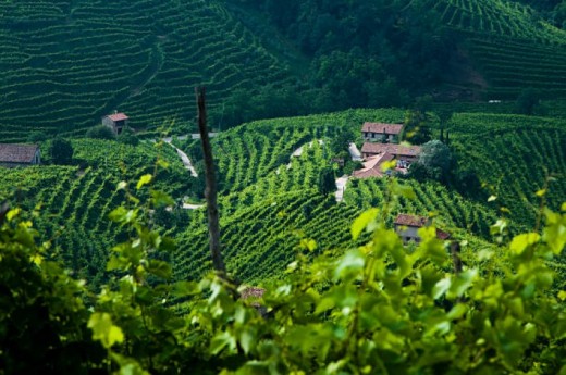 Degustazione Tagliere 3 Vini e Formaggi - Prosecco DOCG