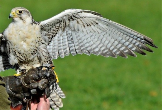 Regalo Corso Falconeria Lombardia