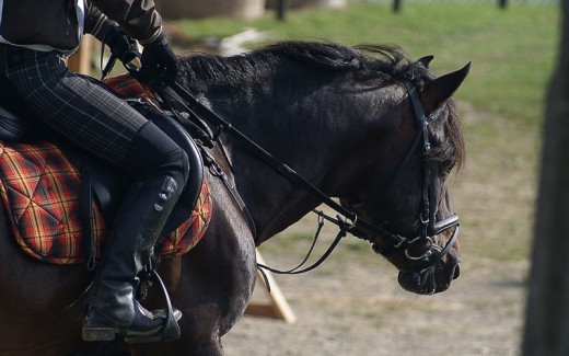 Passeggiata a Cavallo di 2 ore Udine