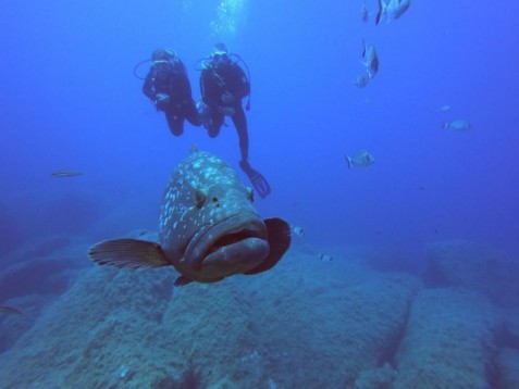 Regalo Sub Sardegna: Immersione Arcipelago di La Maddalena e Lavezzi