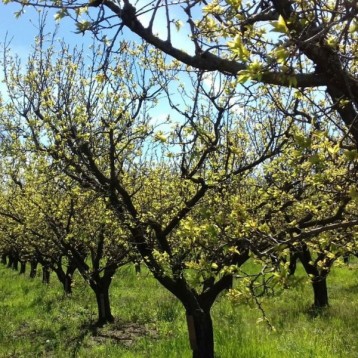 Albero Albicocca 5 Kg