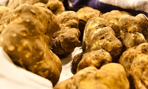 Caccia al tartufo in Privato e visita alla cantina con degustazione