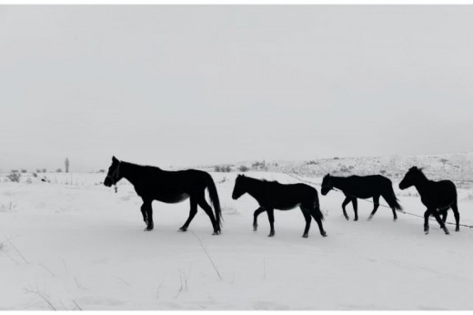 Passeggiata a cavallo sulla neve in Emilia Romagna