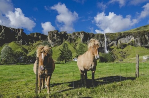 Passeggiate a Cavallo con Pin-nic