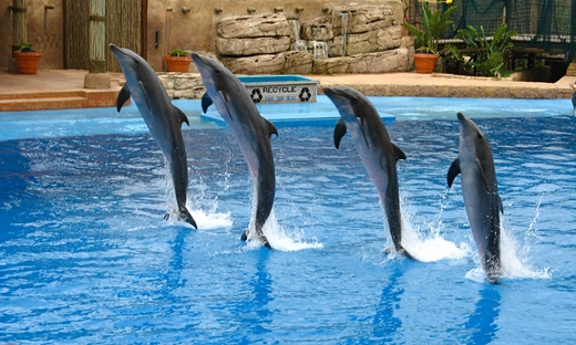 Escursione per crociere: delfinario di Dubai
