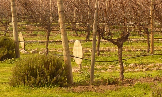 Emiliana & Bodegas RE Wine Tour