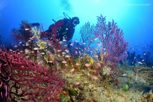 Corso subacqueo Sicilia BASIC DIVER 