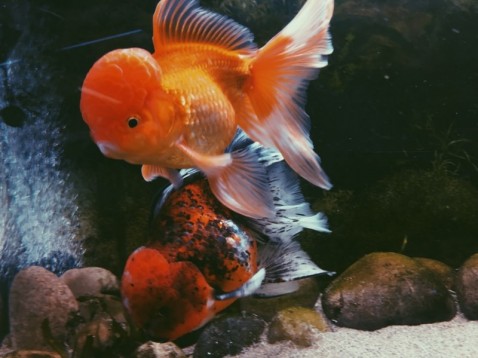 Regala un Pesce Rosso Oranda - Roma