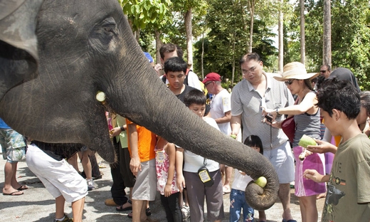 Da Kuala Lumpur: gita di un giorno al santuario degli elefanti