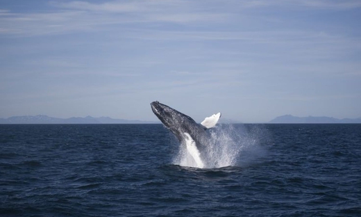 Whale Watching Trip da Reykjavik