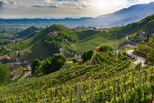 Soggiorno in Vigna con tour con agronomo